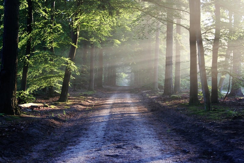 Walking Path in Forest